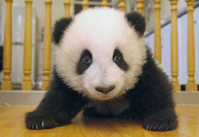 Los primeros tres meses de un panda